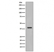 Western blot testing of human HepG2 cell lysate with Cytokeratin 19 antibody. Expected molecular weight: 40-43 kDa.
