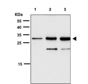 Western blot testing of human 1) HeLa, 2) 293 and 3) MCF7 cell lysate with Heme Oxygenase 1 antibody. Predicted molecular weight ~32 kDa.