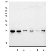 Western blot testing of 1) human HEL, 2) human PC-3, 3) human Caco-2, 4) rat PC-12, 5) rat C6 and 6) mouse NIH 3T3 cell lysate with Histone H2AX antibody. Predicted molecular weight ~15 kDa.