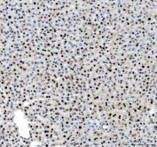 IHC staining of FFPE mouse liver tissue with Histone H2AX antibody. HIER: boil tissue sections in pH8 EDTA for 20 min and allow to cool before testing.