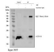 Immunoprecipitation of Histone H2AX protein from 500ug of human 293T whole cell lysate with 2ug of Histone H2AX antibody.