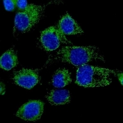 Immunofluorescent staining of FFPE human A431 cells with LONP1 antibody (green) and DAPI nuclear stain (blue). HIER: steam section in pH6 citrate buffer for 20 min.