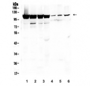 Western blot testing of human 1) K562, 2) U-87 MG, 3) PC-3, 4) A549, 5) mouse liver, 6) mouse kidney and 7) mouse SP2/0 lysate with LONP1 antibody. Expected molecular weight ~106 kDa.