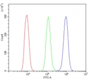 Flow cytometry testing of human HL-60 cells with LONP1 antibody at 1ug/million cells (blocked with goat sera); Red=cells alone, Green=isotype control, Blue= LONP1 antibody.