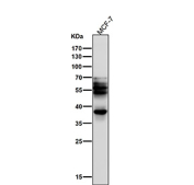 Western blot testing of human MCF7 cell lysate with Phospho-Tau antibody. The expected molecular weight of phosphorylated Tau (Ser198) is approximately 45-70 kDa, corresponding to the major Tau isoforms, and lower molecular weight bands around ~35 kDa may represent truncated Tau fragments commonly observed in brain tissue.