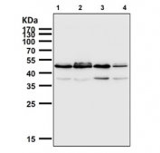Western blot testing of human 1) HaCaT, 2) Raji, 3) K562 and 4) Daudi cell lysate with IRF1 antibody. Expected molecular weight: ~37 kDa (unmodified), 45-50 kDa (modified).