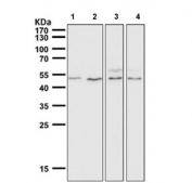 Western blot testing of 1) mouse heart, 2) mouse liver, 3) mouse skin and 4) rat skin tissue lysate with IRF1 antibody. Expected molecular weight: ~37 kDa (unmodified), 45-50 kDa (modified).