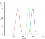 Flow cytometry testing of human HepG2 cells with eNOS antibody at 1ug/million cells (blocked with goat sera); Red=cells alone, Green=isotype control, Blue= eNOS antibody.