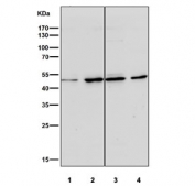 Western blot testing of human 1) HeLa, 2) Jurkat, 3) MCF7 and 4) SH-SY5Y cell lysate with HAPLN1 antibody at 1:1000. Expected molecular weight: 41-48 kDa depending on glycosylation level.