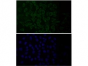 Immunofluorescent staining of FFPE human HeLa cells with HAPLN1 antibody (green) and DAPI nuclear stain (blue). HIER: steam section in pH6 citrate buffer for 20 min.