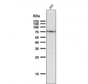 Western blot testing of human HEK293 cell lysate with BiP antibody. Predicted molecular weight: ~73 kDa, but routinely observed at 70-78 kDa.