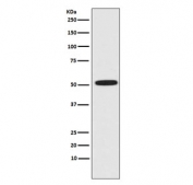 Western blot testing of human HeLa cell lysate with ERG antibody. Predicted molecular weight ~54 kDa.