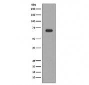 Western blot testing of human HepG2 cell lysate with ALAS1 antibody. Predicted molecular weight ~71 kDa.