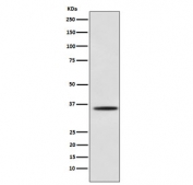 Western blot testing of mouse C2C12 cell lysate with MYOG antibody. Predicted molecular weight ~25 kDa, routinely observed at ~34 kDa.