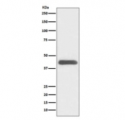 Western blot testing of human K562 cell lysate with GATA1 antibody. Predicted molecular weight ~43 kDa.