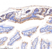 IHC staining of FFPE mouse small intestine tissue with EpCAM antibody. HIER: boil tissue sections in pH8 EDTA for 20 min and allow to cool before testing.