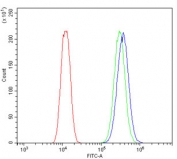 Flow cytometry testing of human U-2 OS cells with ABCB5 antibody at 1ug/million cells (blocked with goat sera); Red=cells alone, Green=isotype control, Blue= ABCB5 antibody.