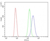 Flow cytometry testing of human HL60 cells with ABCB5 antibody at 1ug/million cells (blocked with goat sera); Red=cells alone, Green=isotype control, Blue= ABCB5 antibody.