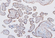 IHC staining of FFPE human placenta with COMT antibody. HIER: boil tissue sections in pH6, 10mM citrate buffer, for 20 min and allow to cool before testing.