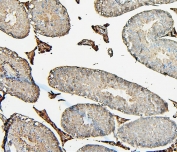 IHC staining of FFPE mouse testis with COMT antibody. HIER: boil tissue sections in pH6, 10mM citrate buffer, for 20 min and allow to cool before testing.