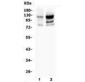 Western blot testing of human 1) U-2 OS and 2) K562 cell lysate with NFAT2 antibody. Predicted molecular weight: ~77 kDa (isoform A), ~88 kDa (isoform B), ~101 kDa (isoform C).