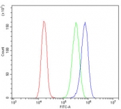 Flow cytometry testing of human Caco-2 cells with TRPV3 antibody at 1ug/million cells (blocked with goat sera); Red=cells alone, Green=isotype control, Blue= TRPV3 antibody.