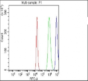 Flow cytometry testing of fixed and permeabilized human SH-SY5Y cells with NOTCH2 antibody at 1ug/million cells (blocked with goat sera); Red=cells alone, Green=isotype control, Blue= NOTCH2 antibody.