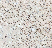 IHC staining of FFPE mouse brain tissue with Fox2 antibody. HIER: boil tissue sections in pH8 EDTA for 20 min and allow to cool before testing.