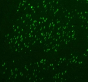 Immunofluorescent staining of FFPE rat brain tissue with Fox2 antibody (green). HIER: steam section in pH8 EDTA buffer for 20 min.