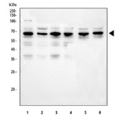 Western blot testing of 1) human U-2 OS, 2) human Caco-2, 3) human A431, 4) human U-87 MG, 5) rat C6 and 6) mouse NIH 3T3 cell lysate with Fox2 antibody. Expected molecular weight ~41 kDa.