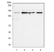 Western blot testing of human 1) HeLa, 2) 293T, 3) K562 and 4) MCF7 cell lysate with SIRT1 antibody. Predicted molecular weight ~80 kDa but is routinely observed at 110~120 kDa due to post-translational modification.