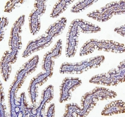 IHC staining of FFPE rat intestine with Thioredoxin 2 antibody. HIER: boil tissue sections in pH6, 10mM citrate buffer, for 20 min and allow to cool before testing.
