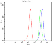 Flow cytometry testing of fixed and permeabilized human MCF7 cells with TORC1 antibody at 1ug/million cells (blocked with goat sera); Red=cells alone, Green=isotype control, Blue= TORC1 antibody.
