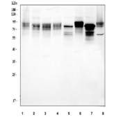 Western blot testing of 1) human 293T, 2) human MCF7, 3) human HepG2, 4) human U-251, 5) rat brain, 6) rat C6, 7) mouse brain and 8) mouse Neuro-2a cell lysate with TORC1 antibody. Predicted molecular weight ~67 kDa, routinely observed at 67-82 kDa.