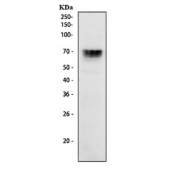 Western blot testing of human 293T cell lysate with FOXC1 antibody. Predicted molecular weight: ~57 kDa, routinely observed at up to 75 kDa.