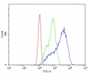 Flow cytometry testing of fixed and permeabilized human Caco-2 cells with Beta Glucuronidase antibody at 1ug/million cells (blocked with goat sera); Red=cells alone, Green=isotype control, Blue= Beta Glucuronidase antibody.