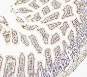 IHC staining of FFPE mouse small intestine with Histone H1.0 antibody. HIER: boil tissue sections in pH6, 10mM citrate buffer, for 20 min and allow to cool before testing.