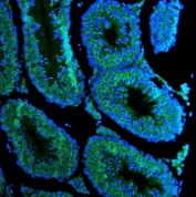 Immunofluorescent staining of FFPE mouse testis tissue with DDX4 antibody (green) and DAPI nuclear stain (blue). HIER: steam section in pH8 EDTA for 20 min.