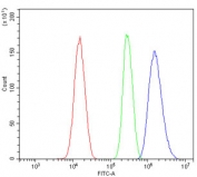 Flow cytometry testing of human SiHa cells with SGK1 antibody at 1ug/million cells (blocked with goat sera); Red=cells alone, Green=isotype control, Blue= SGK1 antibody.