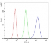 Flow cytometry testing of human 293T cells with RICTOR antibody at 1ug/million cells (blocked with goat sera); Red=cells alone, Green=isotype control, Blue= RICTOR antibody.