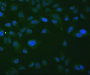 Immunofluorescent staining of FFPE human HeLa cells with TXN2 antibody (green) and DAPI nuclear stain (blue). HIER: steam section in pH6 citrate buffer for 20 min.