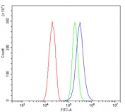 Flow cytometry testing of human SiHa cells with YWHAZ antibody at 1ug/million cells (blocked with goat sera); Red=cells alone, Green=isotype control, Blue= YWHAZ antibody.