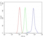 Flow cytometry testing of human HL-60 cells with Menin antibody at 1ug/million cells (blocked with goat sera); Red=cells alone, Green=isotype control, Blue= Menin antibody.