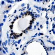 IHC staining of FFPE rat pancreas with NFIC antibody. HIER: boil tissue sections in pH8 EDTA for 20 min and allow to cool before testing.