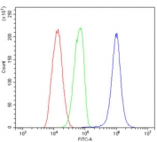 Flow cytometry testing of fixed and permeabilized human HL-60 cells with Enolase 1 antibody at 1ug/million cells (blocked with goat sera); Red=cells alone, Green=isotype control, Blue= Enolase 1 antibody.