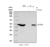 Immunoprecipitation of Enolase 1 protein from 500ug of human A549 whole cell lysate with 2ug of Enolase 1 antibody.
