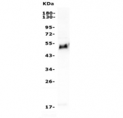 Western blot testing of human Jurkat lysate with GATA3 antibody. Predicted molecular weight ~50 kDa.