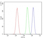 Flow cytometry testing of human SiHa cells with AIP4 antibody at 1ug/million cells (blocked with goat sera); Red=cells alone, Green=isotype control, Blue= AIP4 antibody.