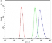 Flow cytometry testing of rat NRK cells with AKAP12 antibody at 1ug/million cells (blocked with goat sera); Red=cells alone, Green=isotype control, Blue= AKAP12 antibody.