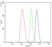 Flow cytometry testing of human HepG2 cells with Arginase 2 antibody at 1ug/million cells (blocked with goat sera); Red=cells alone, Green=isotype control, Blue= ARG2 antibody.